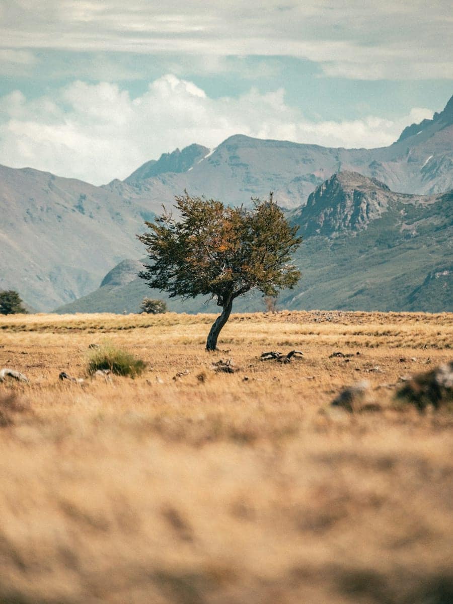 Árvore solitária em campo seco diante das montanhas, no norte da Patagônia argentina.